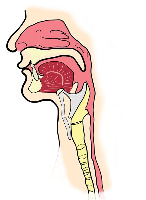 The Larynx The Pharynx Anatomy Human Mouth Free Image From