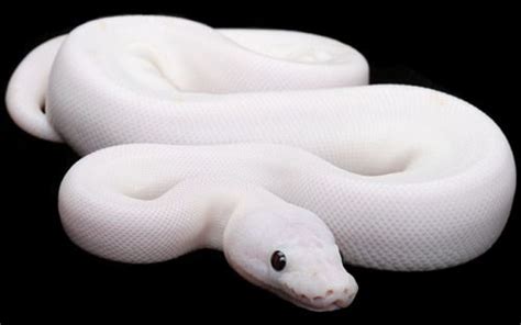Snake With Leucism Snake White Albino Snake Ball