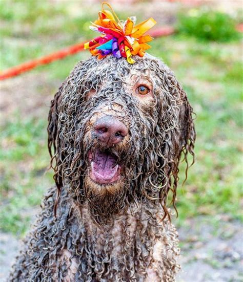 25 Funny Photos Of Dogs Playing In Mud Bouncy Mustard