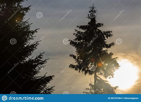 Fantastic Evening Winter Landscape With Spruce Trees On The Sunset