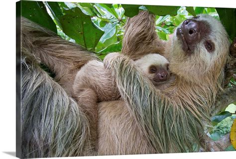 Hoffmanns Two Toed Sloth Mother And Two Month Old Baby Costa Rica