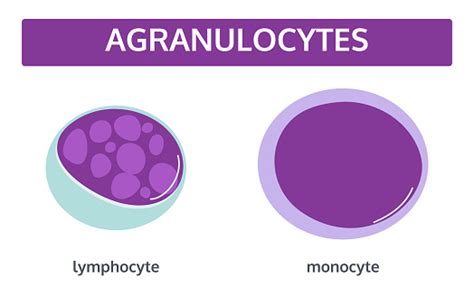 Agranulocytes White Blood Cells Stock Illustration Download Image Now