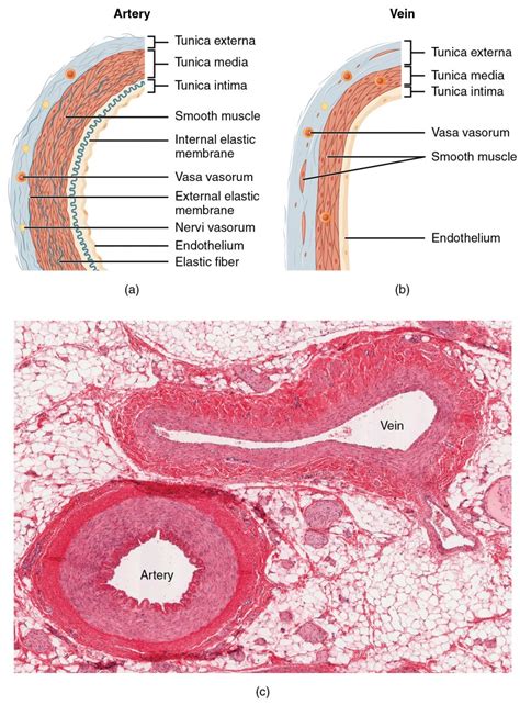 Learn the differences between an artery and a vein. Structure and Function of Blood Vessels | Anatomy and Physiology II