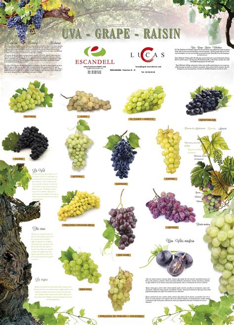 Grape Poster Wineeducation Grape Types Grapes Grape Vineyard