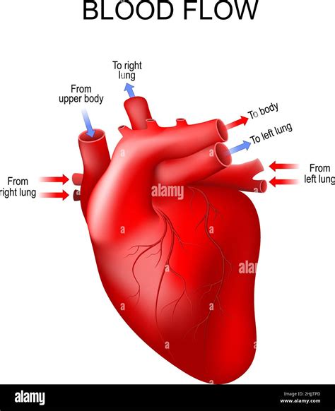 Cardiac Circulation Stock Vector Images Alamy