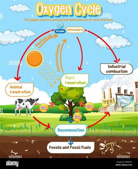 Oxygen Cycle Diagram For Science Education Illustration Stock Vector