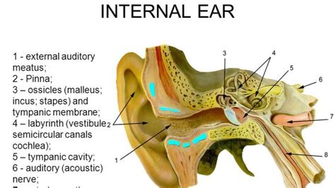 15 Ear Anatomy External Pinna