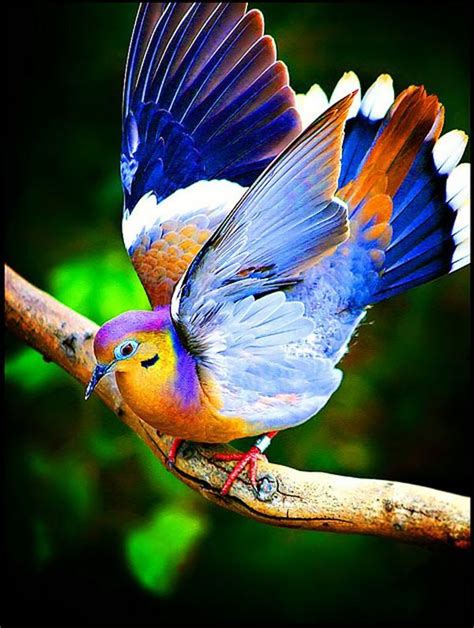 Colorful Animals Photography 29 Colour Colorful Birds Pretty