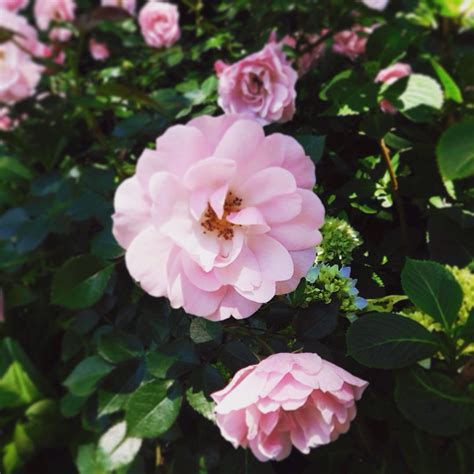 We did not find results for: Flowers in Bloom at THE BODY SHOP || East Hampton, NY ...