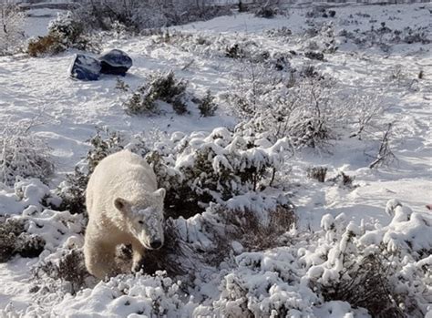 Hamish The Scottish Polar Bear Looks All Grown Up As ‘grinning Cub