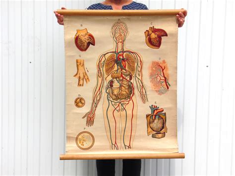 Authentic Vintage Anatomy Chart Vintage Educational Chart Human