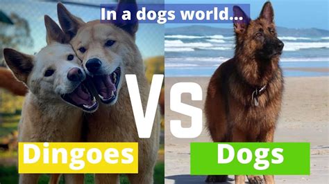 Dingoes Vs Dogs In A Dogs World The Wildlife Twins Youtube