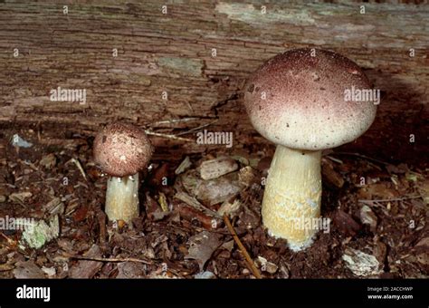 Wine Cap Stropharia Mushrooms Stropharia Rugosoannulata This