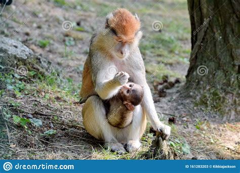 Cute Patas Monkey Mom With Baby Stock Image Image Of Hussar