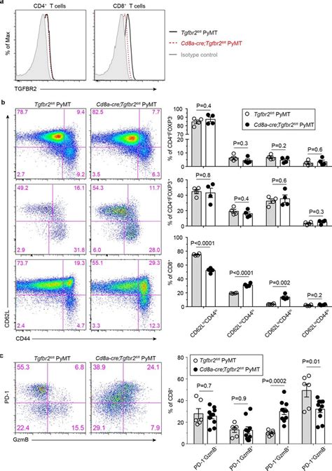 Blockage Of Tgf β Signalling In Cd8⁺ T Cells Affects Their Activation