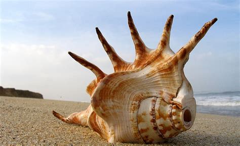 Hd Wallpaper Whelk Shell On The Beach White And Brown Shell Nature