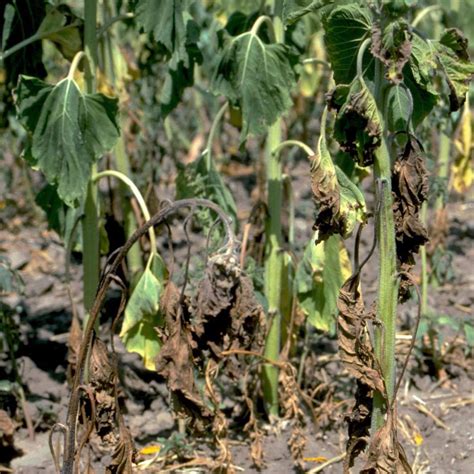 The entire plant turns and yellow and wilts, with browning of leaves occurring rarely. How To Treat Tomato Plant Wilt | Cromalinsupport