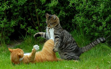 Cats Playing In The Grass Wallpaper Animals Wallpaper Better