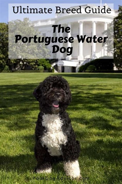 The Portuguese Water Dog Ultimate Breed Information Guide Your Dog