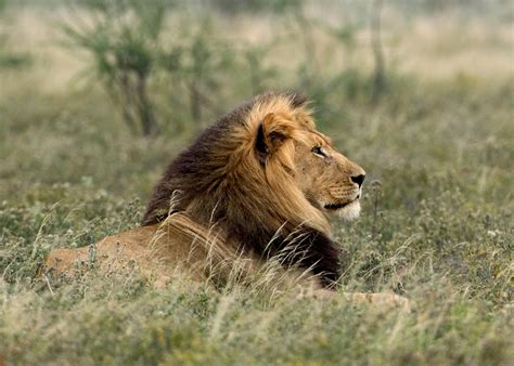 Kalahari-Lion-male-(3) - Chris Hill Wildlife Photography