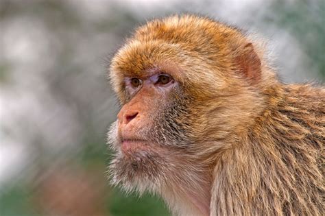İnsan Ve Maymun Melezi Olan İlk Embriyo Başarıyla Üretildi Evrim Ağacı