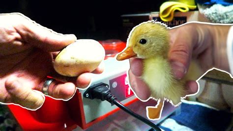 This ensures that they are each evenly warmed. Incubating Duck Eggs from START TO FINISH | Rite Farm 3600 ...