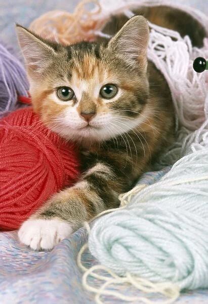 Cat Kitten With Balls Of Wool Available As Framed Prints Photos Wall