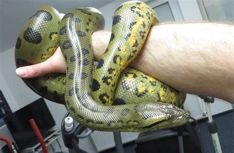 4 Tumblr Green Anaconda Reptiles Reptiles And Amphibians