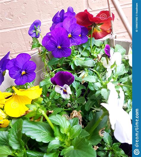 Purple Blue White Yellow And Red Pansy With Yellow Centre Stock Photo