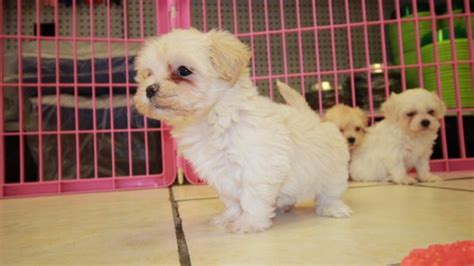 Check spelling or type a new query. Cute Cream White Shih Poo Puppies For Sale In Georgia at - Puppies For Sale Local Breeders
