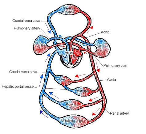 Label heart and blood vessels. The Anatomy and Physiology of Animals/Circulatory System ...