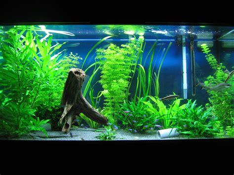 5 out of 5 stars. aquarium decorations | Decoration Designs Guide