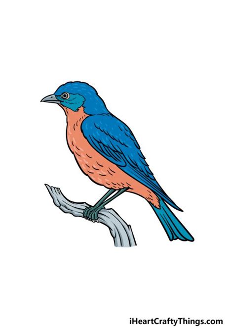 Bluebird Drawing How To Draw A Bluebird Step By Step