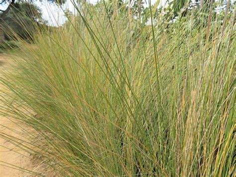 Miscanthus Junceus Broom Grass Besemgras