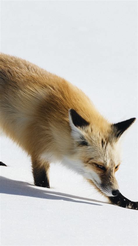 Wallpaper Fox Cute Animals Winter Snow 5k Animals 16870