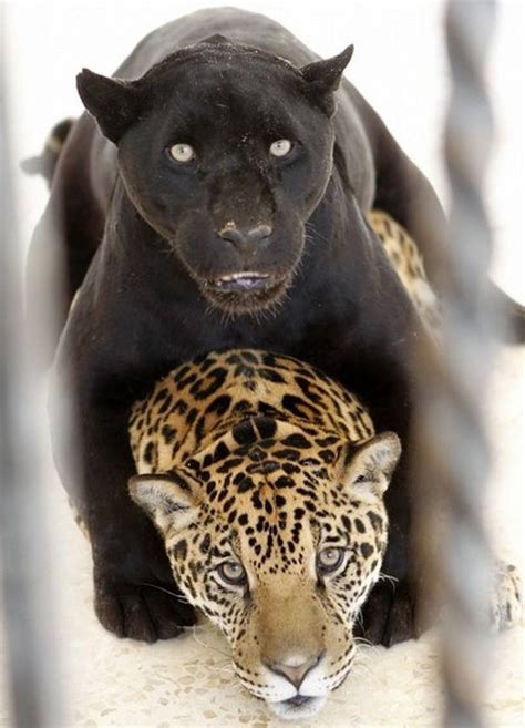 Maybe you would like to learn more about one of these? Black and spotted Jaguars | WordlessTech