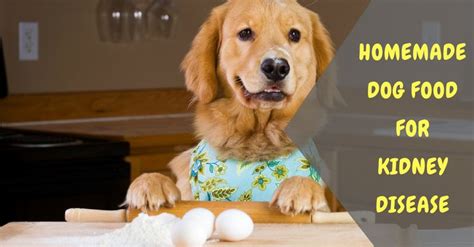 Check spelling or type a new query. This guide will help you create a healthy homemade dog ...