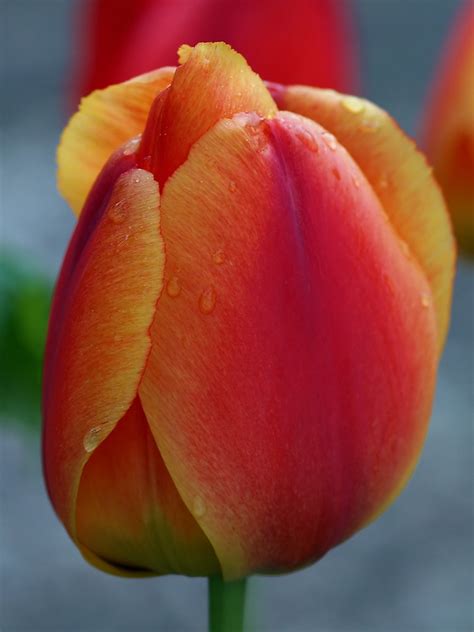 A Flower Bud Of A Tulip In My Garden The Tuliips Tulipa Flickr