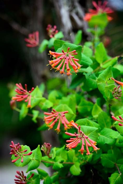 What Is Coral Honeysuckle Tips For Growing Coral Honeysuckle Plants