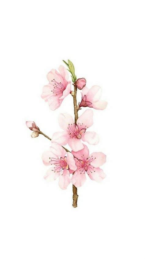 The center of the flower is usually colored in different shades of dark pink and white cherry blossoms usually have a dark green to olive green color. Pin by Jo-Ellen Howell on Cherry blossom tattoo | Cherry ...