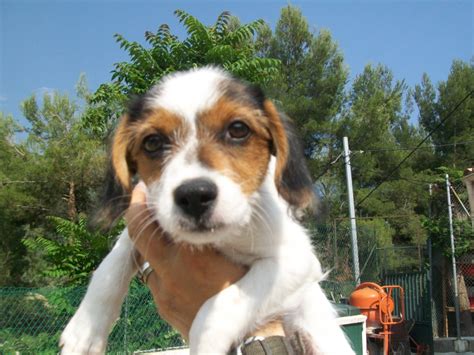 In 2018 he won the silver medal at the 2018 world championships in both individual sprint and team sprint and he also won the bronze medal at the 2018 european. Louna croisé jack russel epagneul nain (chiot)