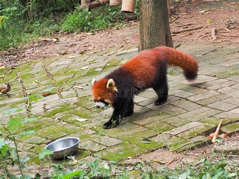 Red Panda Eating Bamboo Shoots Stock Image Image Of Breeding Chengdu
