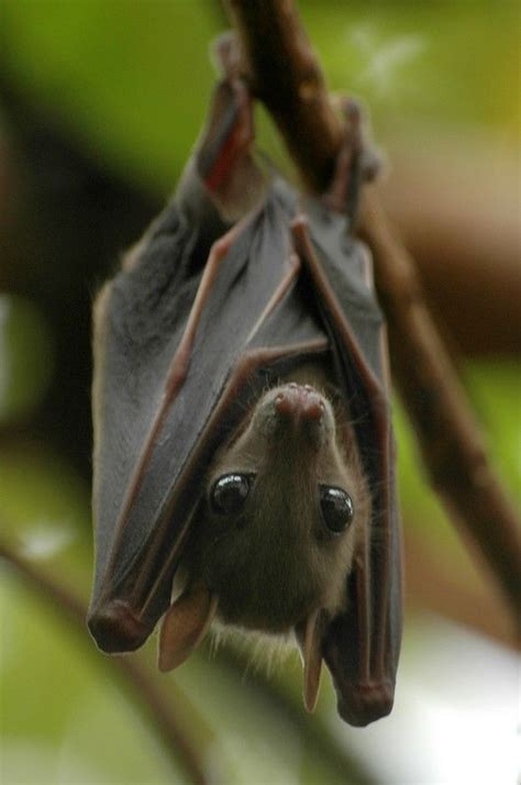 My World Animals Wild Cute Bat Animals Beautiful