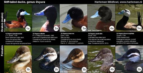 Duck Species Identification Chart Labb By Ag