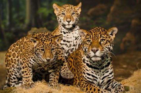 Jaguar Species Facts Conservation Bigcatswildcats