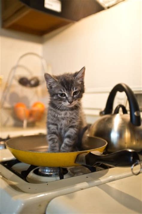 50 Cats On Stovetops Ideas Cats Cats And Kittens Cute Cats