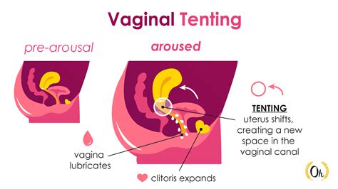 Orgasm Contractions And How Pelvic Floor Training Can Increase Pleasure