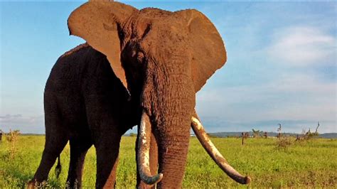Close Encounter With Big Kruger Elephant Tusker Youtube