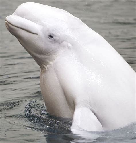 Cute Beluga Whale Beluga Whale Beluga Whale