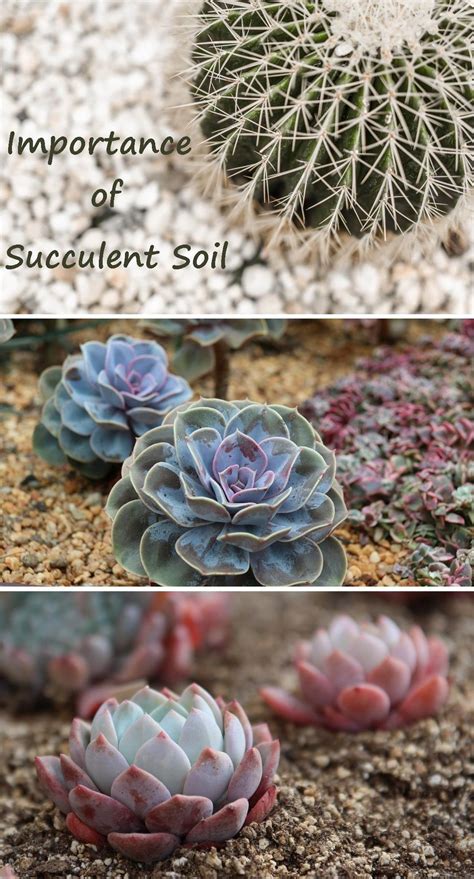 Best Succulent Soil What Your Succulent Needs The Succulent Eclectic